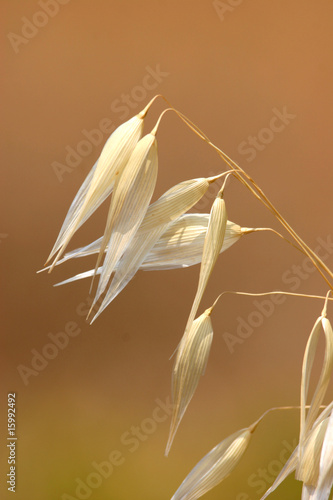 Seed head