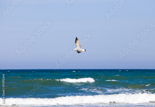 Seagull flies oversea