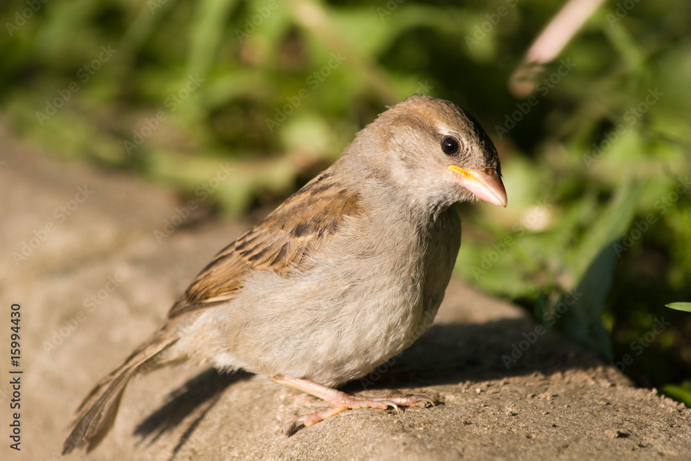 Passer domesticus Passer domesticus
