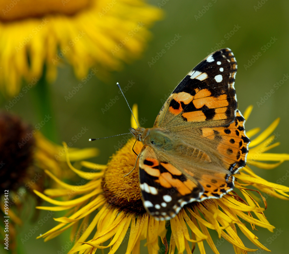 Obraz premium Painted lady