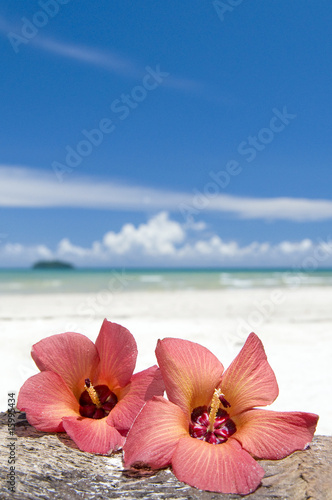 Hibiscus on beach