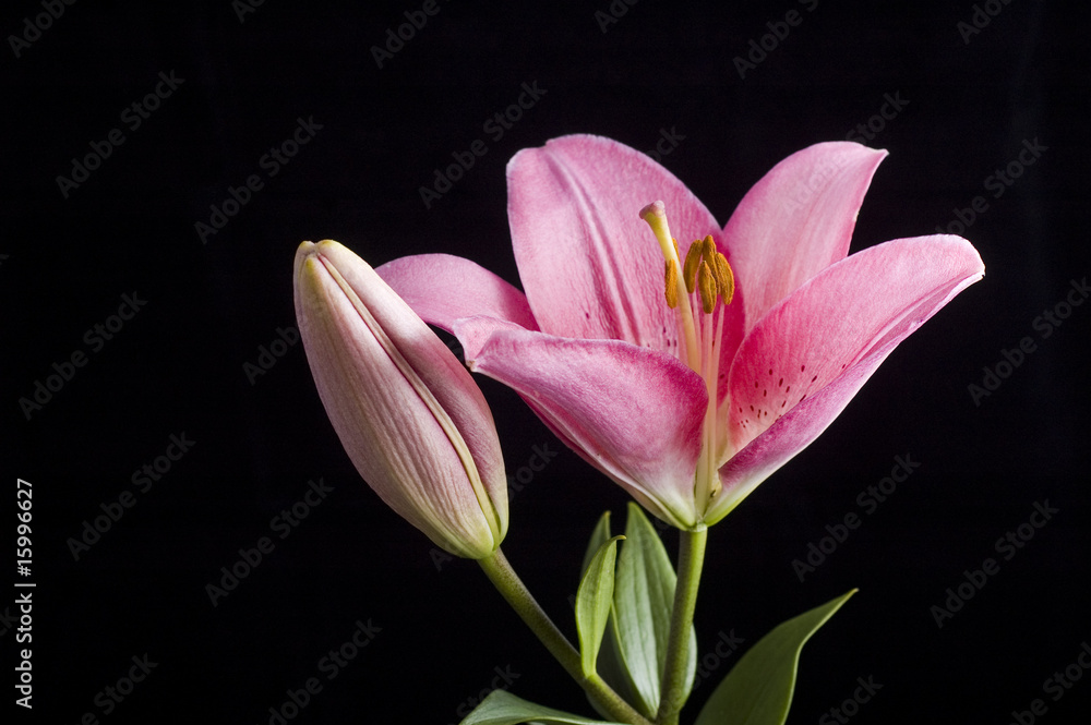 Fototapeta premium pink lily