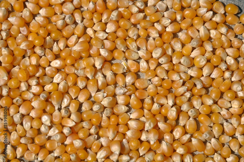 Maiskörner