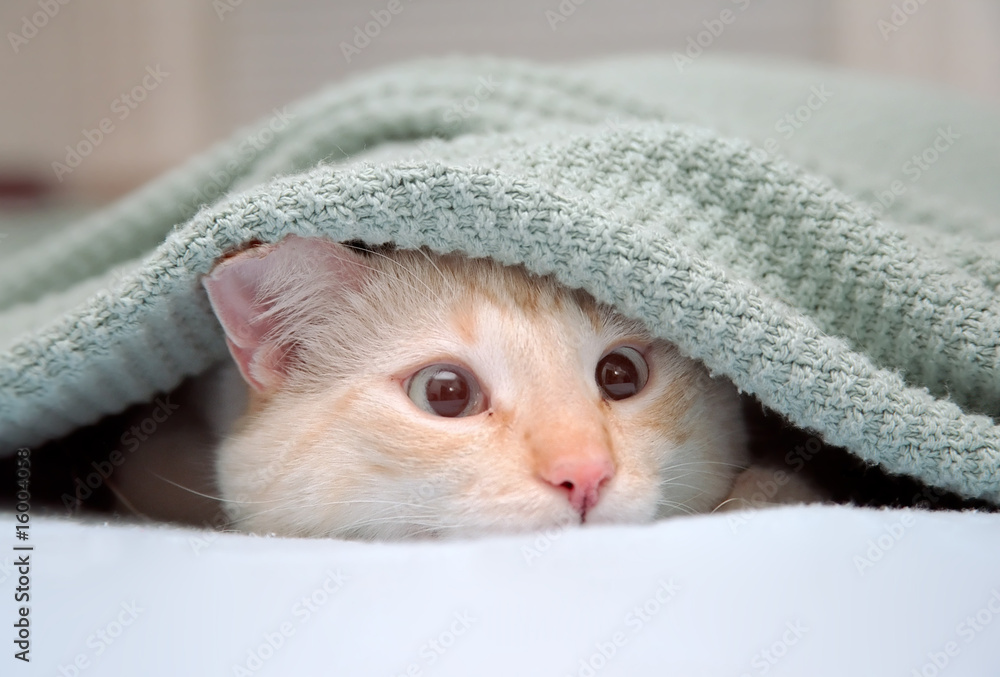 Excited cat under blanket Stock Photo | Adobe Stock