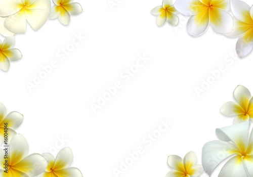 cadre de fleurs de frangipanier  fond blanc