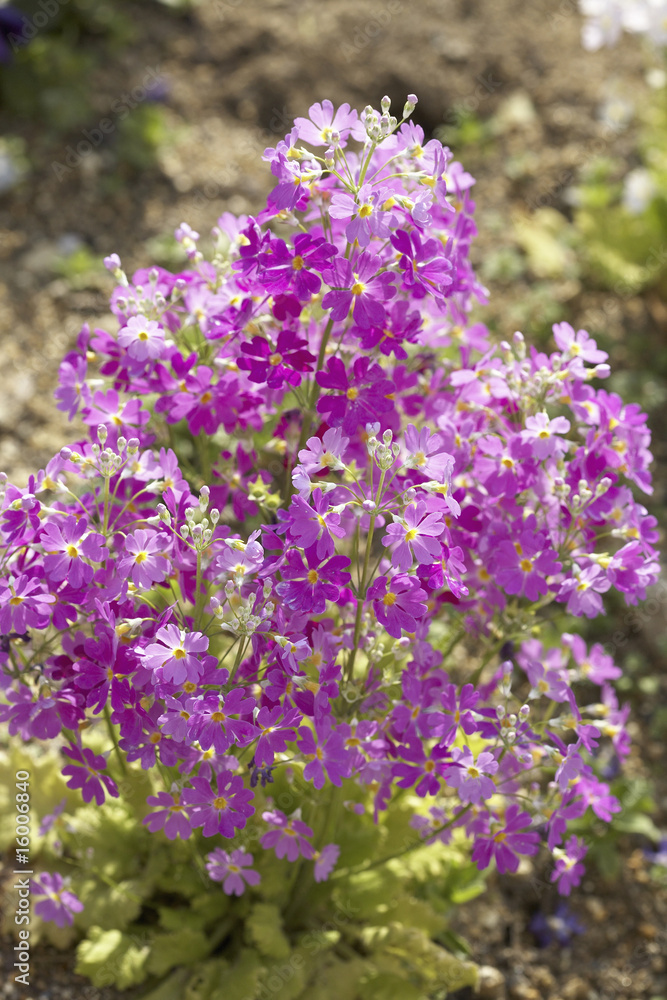 さくら草 さくら草
