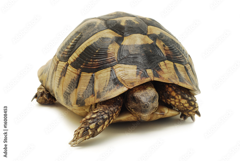 Obraz premium turtle isolated