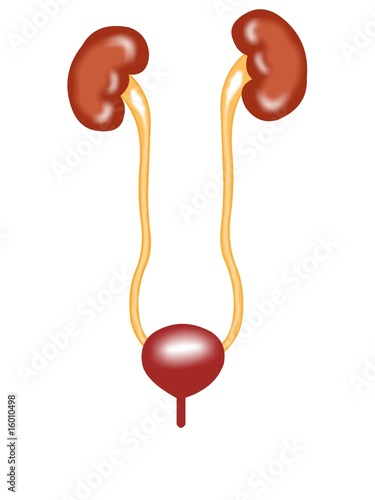 Front view of urinary tract