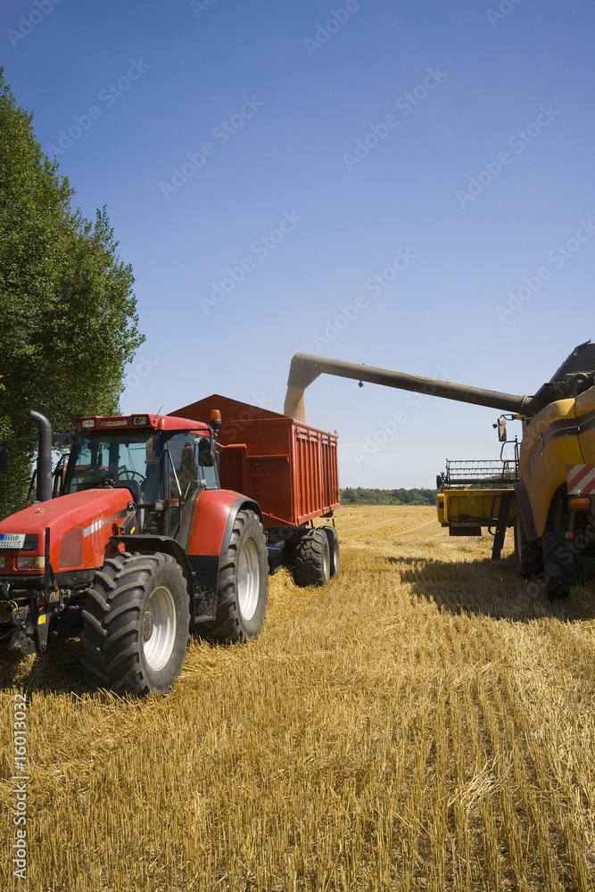 Fototapeta premium Traktor Mähdrescher landwirtschaft