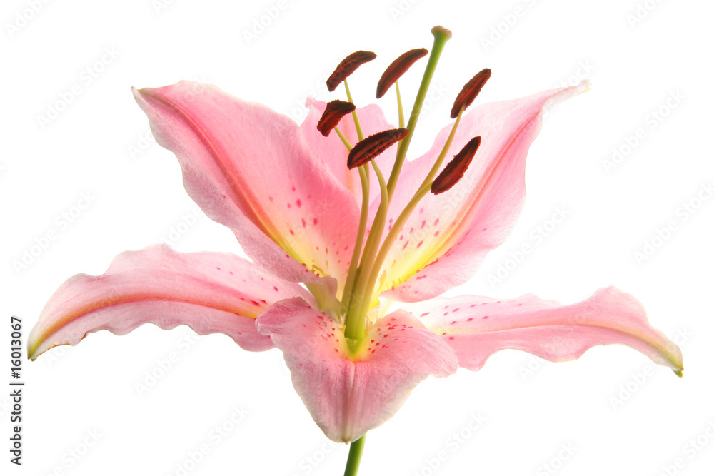 pink Lily (back light)
