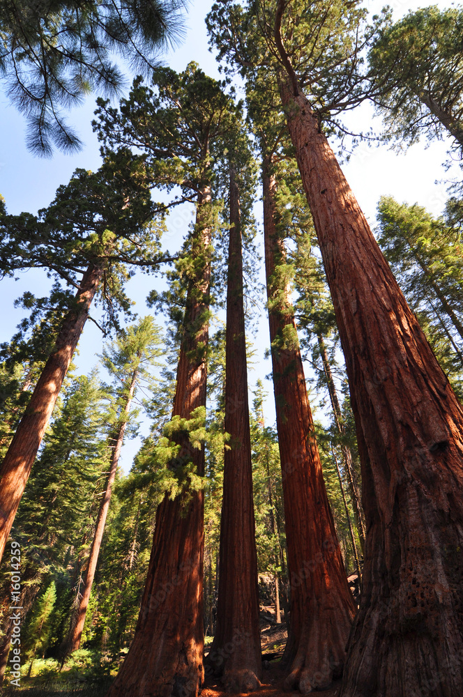 Fototapeta premium Sequoias
