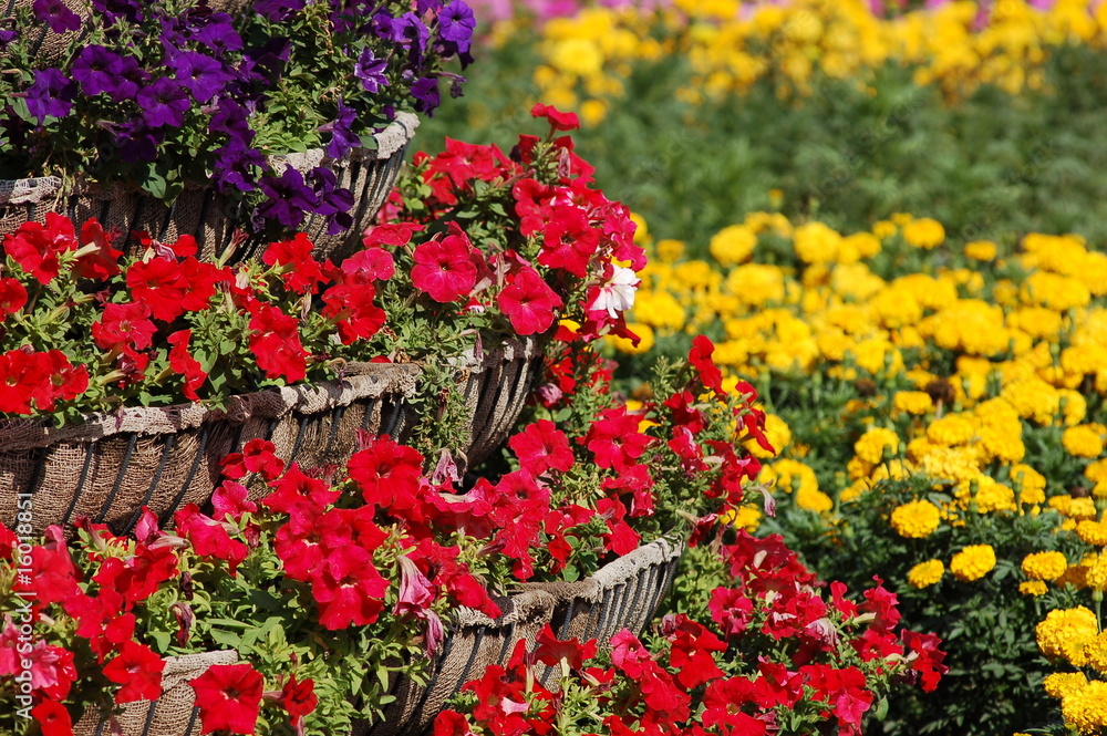 vivid summer flower bed of petunias
