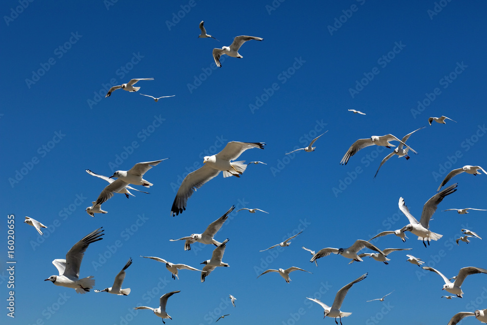Obraz premium mouette nuage oiseau mer port
