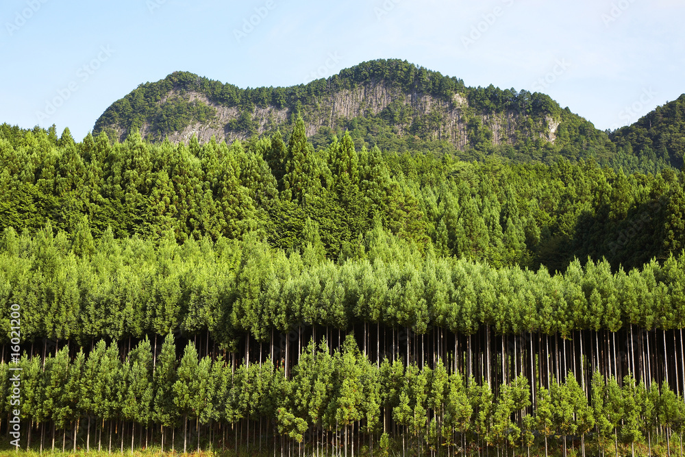 屏風岩と杉林 屏風岩と杉林