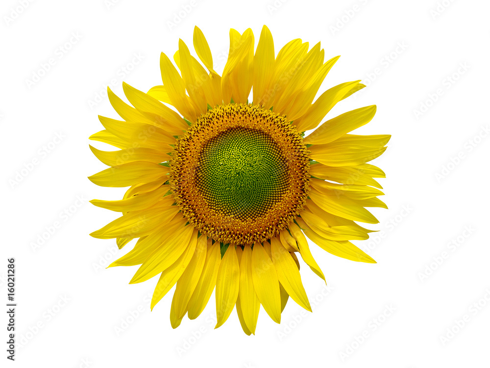 Fototapeta premium OLYMPUS DIGITAL CAMERA