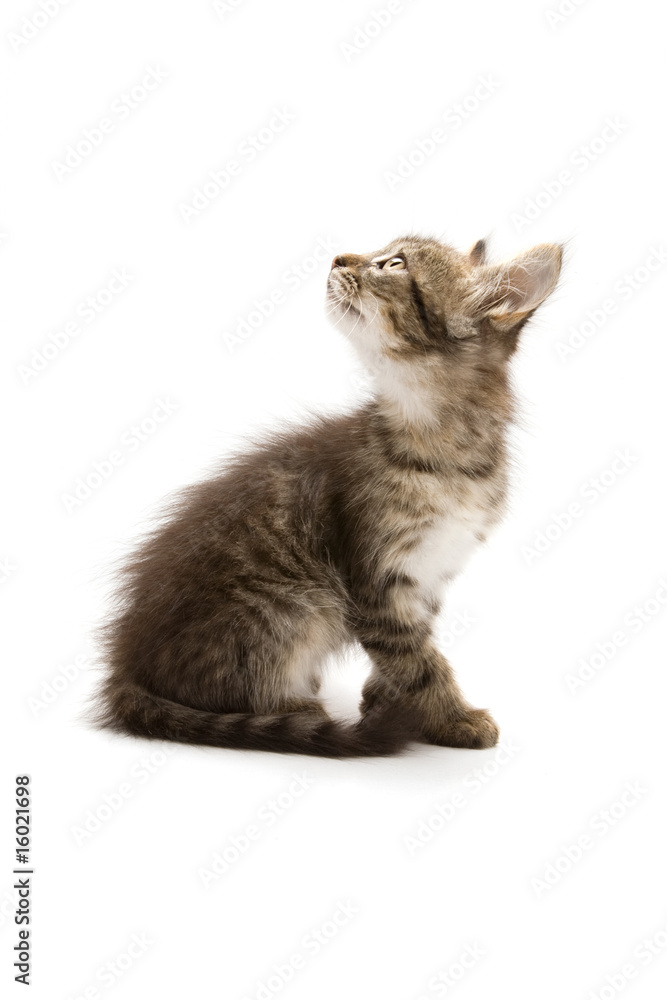 Kitten Kitten