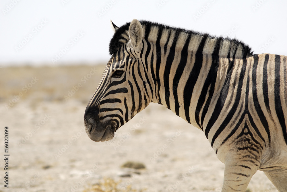 Zebra