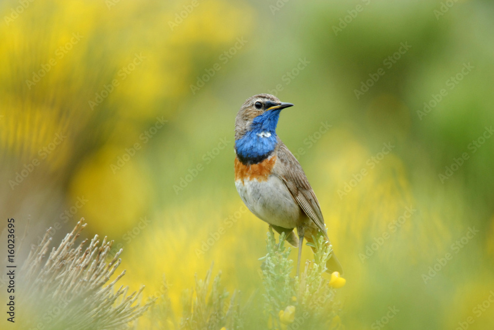 Fototapeta premium Pechiazul