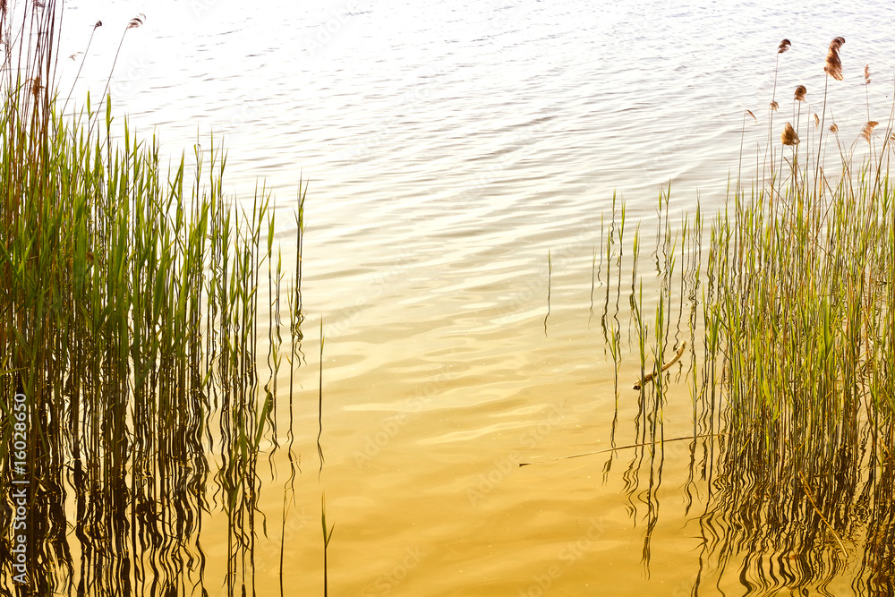 Obraz premium Nature background
