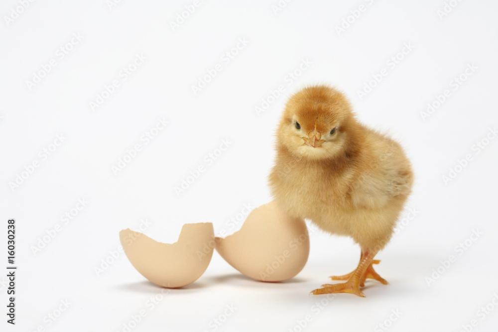 Fototapeta premium ヒヨコ
