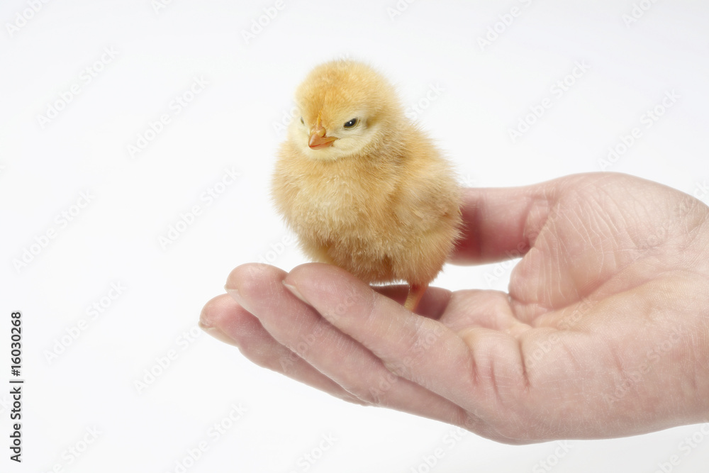 Fototapeta premium ヒヨコ