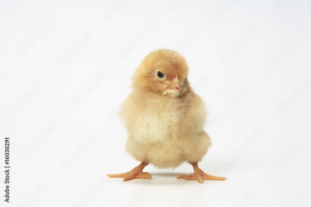 ヒヨコ ヒヨコ