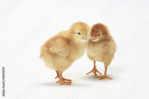 Wallpaper Mural ヒヨコ Torontodigital.ca