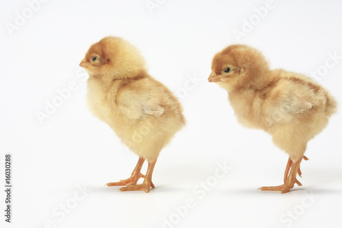 Wallpaper Mural ヒヨコ Torontodigital.ca