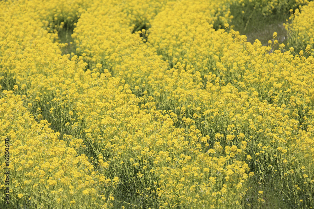 菜の花畑 菜の花畑