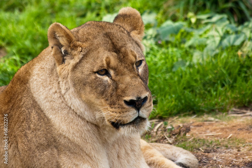 Lioness in the Zoo