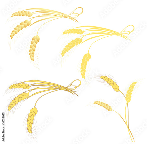 Wheat
