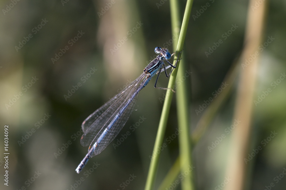 libelle libelle