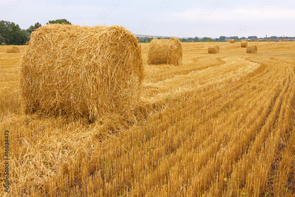 Fototapeta premium Bales of hay in the field