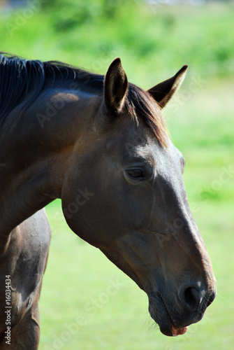 Pferdekopf im Profil © Otmar Smit