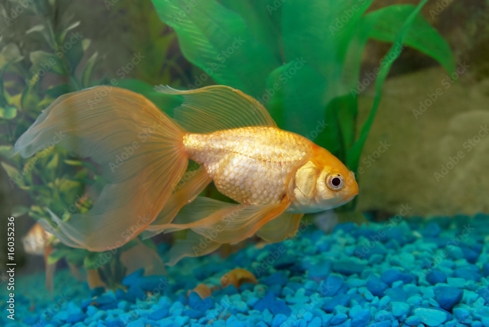 Naklejka premium Tropical golden fish