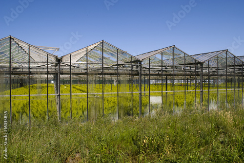 Greenhouse with crops in the netherlands - Holland © Danille