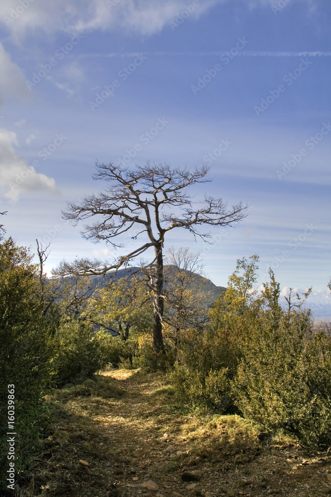 Fototapeta premium Árbol solitario