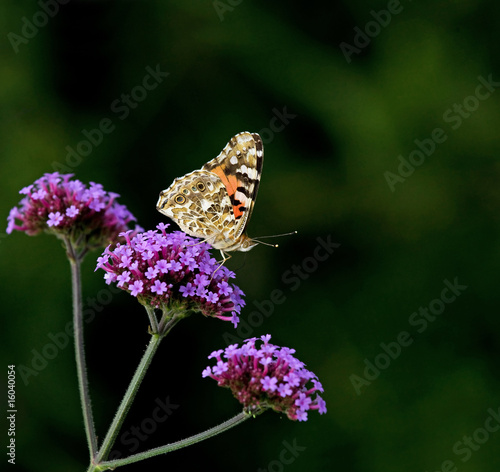 Painted Lady butterfly on Verbena Bonariensis © suerob