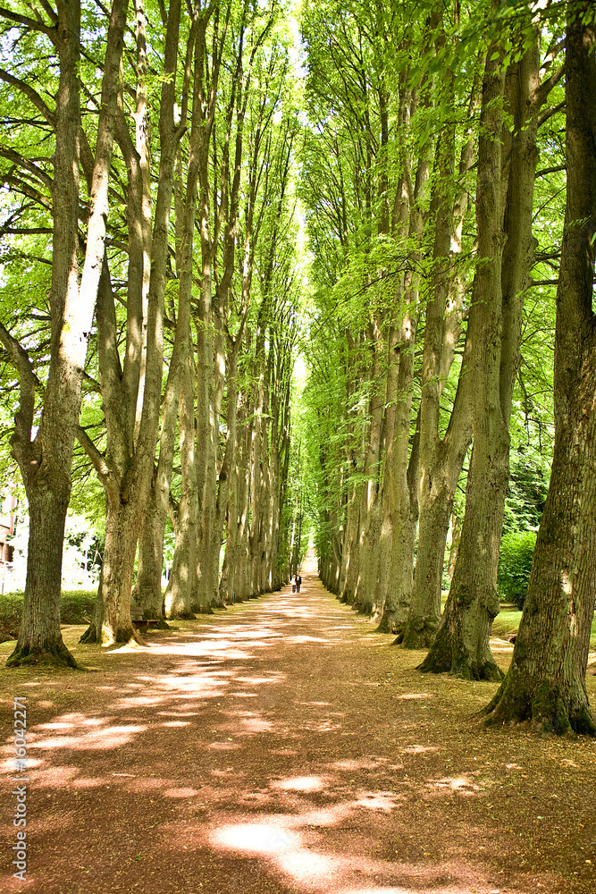 Allee der Ruhe Allee der Ruhe
