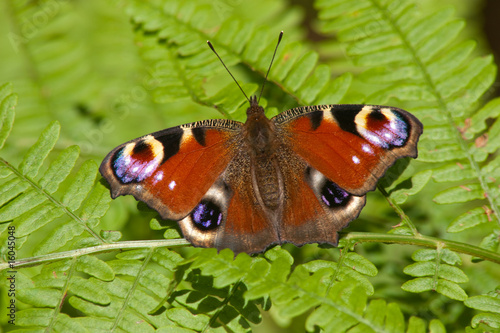 Schmetterling