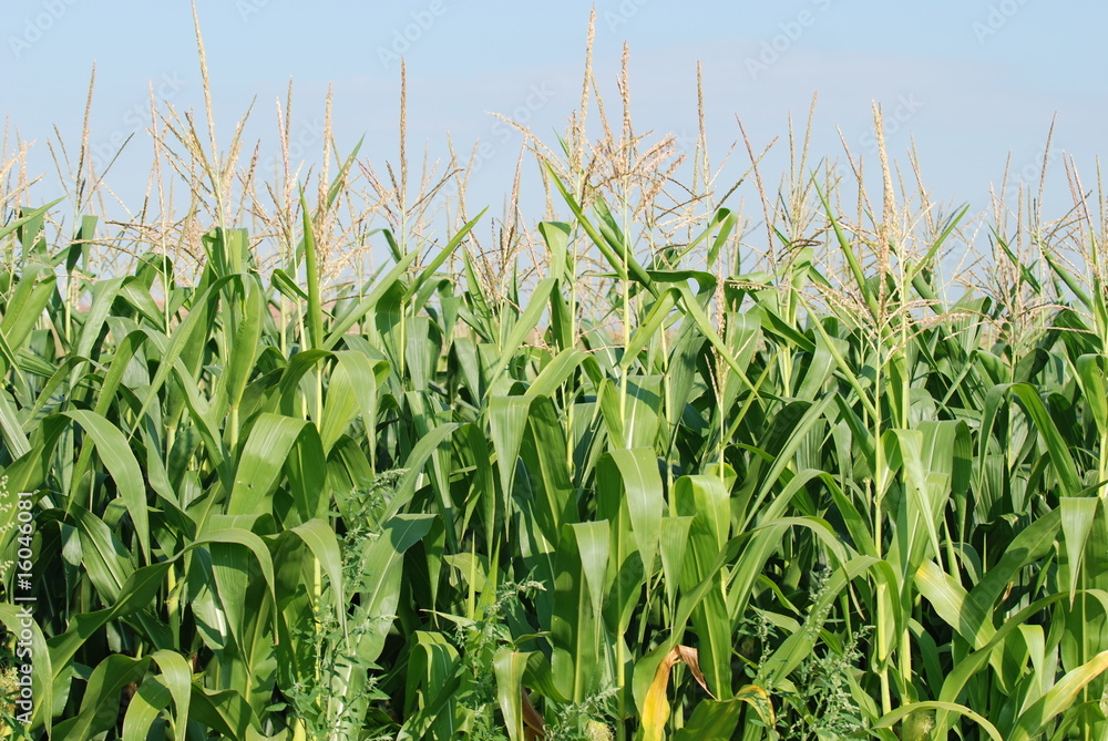 Obraz premium Maisfeld