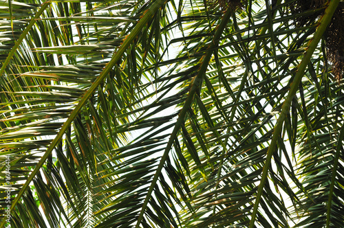 palm branches background