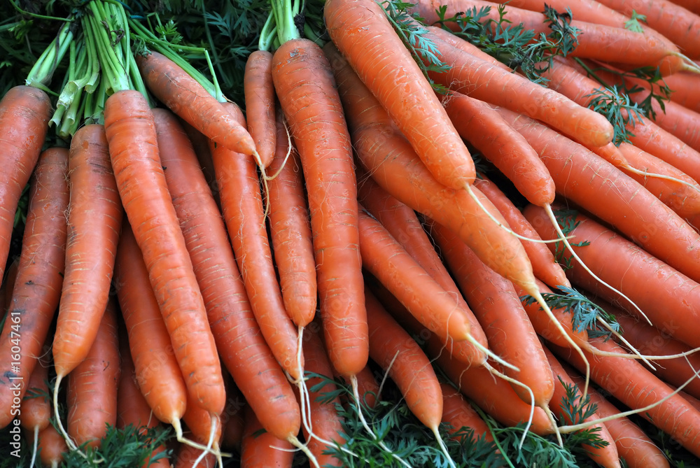 Frisch geerntete Karotten