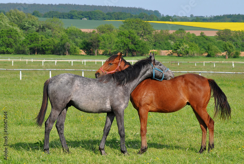 blue roan and chestnut horse