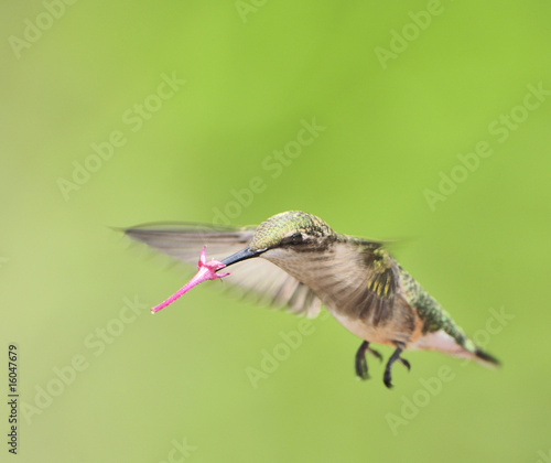 Ruby Throated Hummingbird (female)