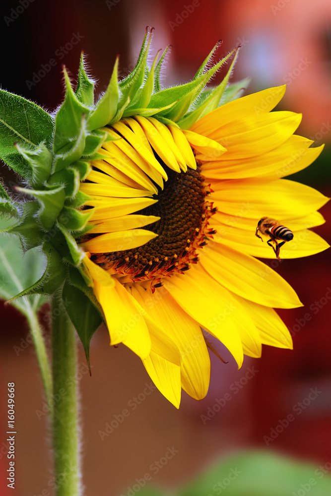 Girasol floreciendo con abeja Stock Photo | Adobe Stock