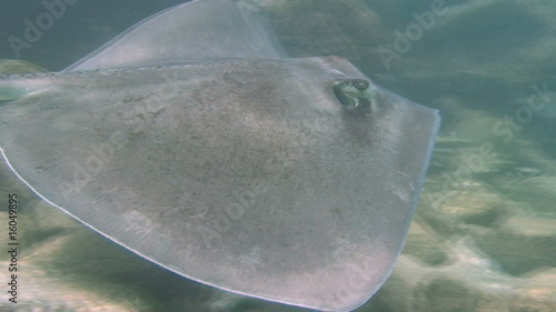 Stingray
