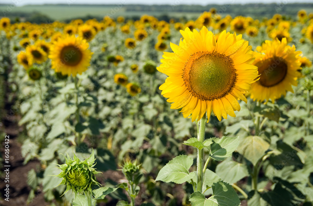Fototapeta premium field of sunflowers