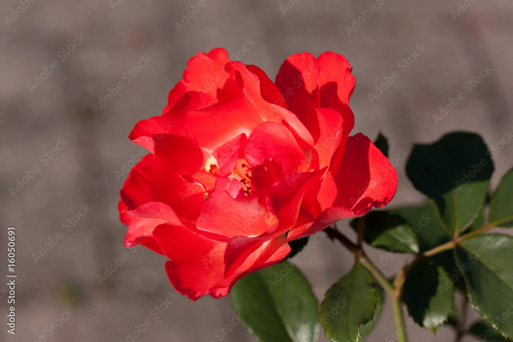 rote rose rote rose