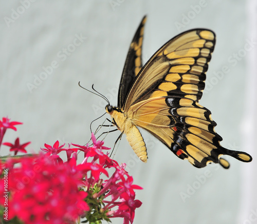 Giant Swallowtail Butterfly photo